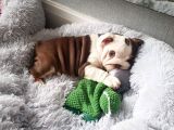 Ingiliz Bulldog Yavruları Dost Pet