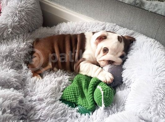 Ingiliz Bulldog Yavruları Dost Pet görsel