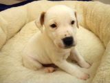 Jack Russel Terier Yavruları Dost Pet