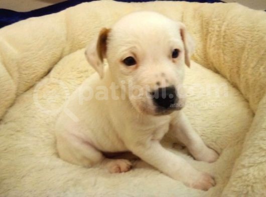 Jack Russel Terier Yavruları Dost Pet görsel
