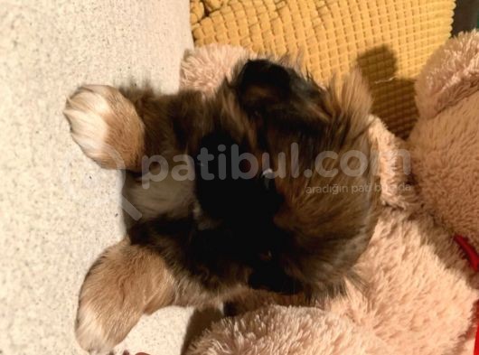 Pekinez Yavruları Dost Pet görsel