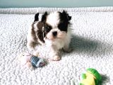 Shih Tzu Yavruları Dost Pet