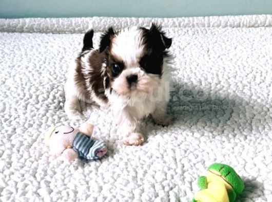 Shih Tzu Yavruları Dost Pet görsel