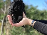 Black Color / Di̇şi̇ / Toy Poodle Yavrulari