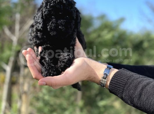 Black Color / Di̇şi̇ / Toy Poodle Yavrulari görsel