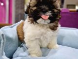 Shih-Tzu Bebeklerimiz