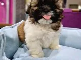 Shih-tzu Bebeklerimiz
