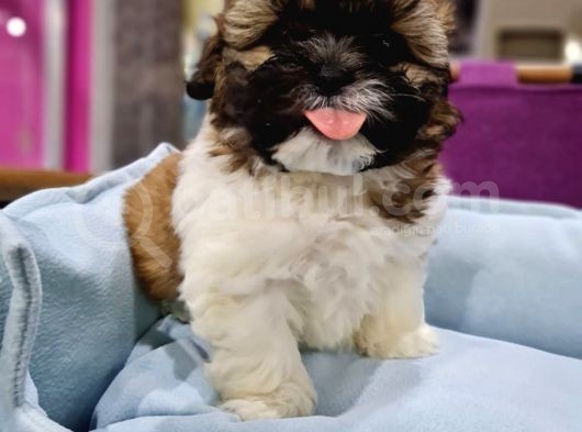 Shih-Tzu Bebeklerimiz görsel