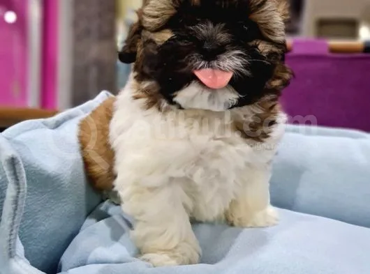 Shih-Tzu Bebeklerimiz