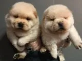 Chow Chow Yavruları