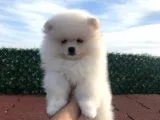 3 AYLIK ERKEK POMERANİAN BOO
