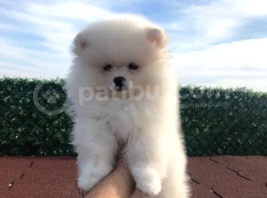 3 Aylik Erkek Pomerani̇an Boo