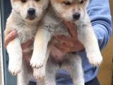 Akita Inu Japon Akita Yavruları Dost Pet
