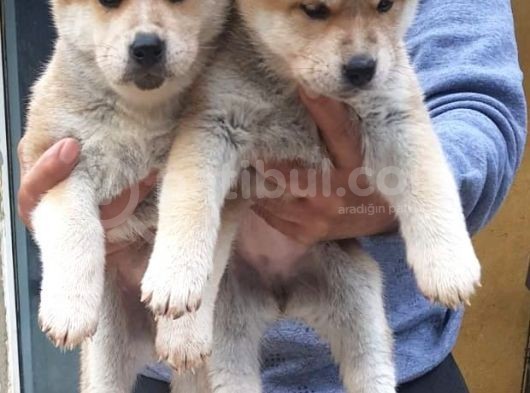 Akita Inu Japon Akita Yavruları Dost Pet görsel