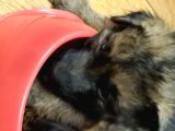 Alman Coban Kurdu Yavruları Dost Pet