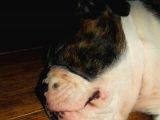 American Bull Yavruları Dost Pet