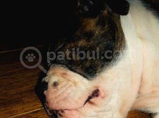 American Bull Yavruları Dost Pet görsel
