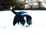 Border Collie Yavruları Dost Pet