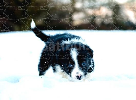Border Collie Yavruları Dost Pet görsel