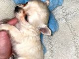 Chihuahua Yavruları Dost Pet