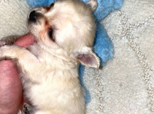 Chihuahua Yavruları Dost Pet görsel