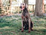 Doberman Yavruları Dost Pet
