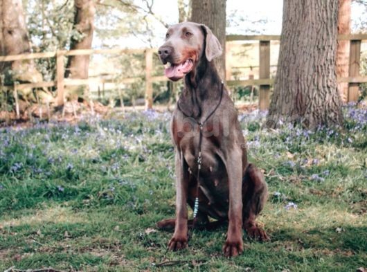 Doberman Yavruları Dost Pet görsel