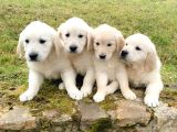 Golden Retriever Yavruları Dost Pet