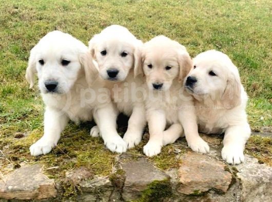 Golden Retriever Yavruları Dost Pet görsel
