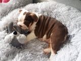 Ingiliz Bulldog Yavruları Dost Pet