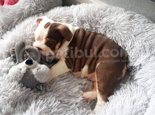 Ingiliz Bulldog Yavruları Dost Pet görsel