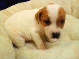Jack Russel Terier Yavruları Dost Pet