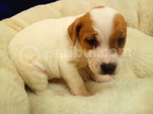 Jack Russel Terier Yavruları Dost Pet görsel