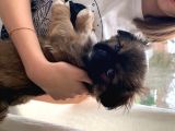 Pekinez Yavruları Dost Pet