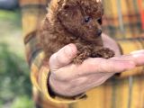 Dark Red Brown Tea Cup Toy Poodle / Erkek