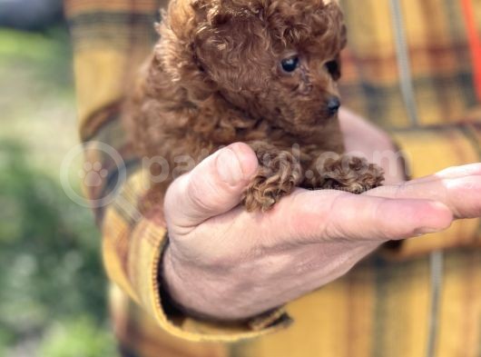Dark Red Brown Tea Cup Toy Poodle / Erkek görsel