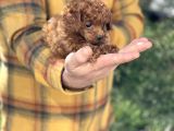 Dark Red Brown Tea Cup Toy Poodle / Erkek