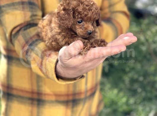 Dark Red Brown Tea Cup Toy Poodle / Erkek görsel