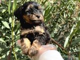 Satilik Muhteşem Poodle Yavrulari