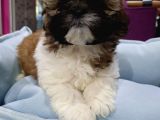 Shih-Tzu Bebeklerimiz