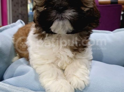 Shih-Tzu Bebeklerimiz görsel