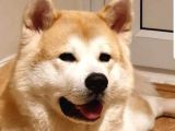 Akita Inu Japon Akita Yavruları Dost Pet