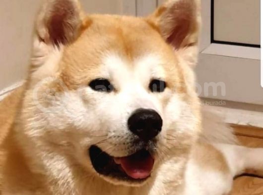 Akita Inu Japon Akita Yavruları Dost Pet görsel