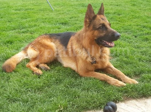 Alman Coban Kurdu Yavruları Dost Pet görsel