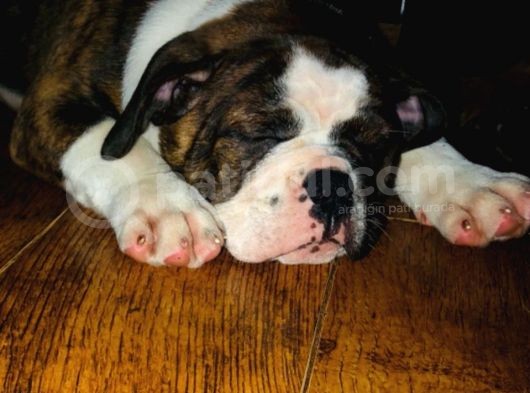 American Bull Yavruları Dost Pet görsel