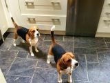 Beagle Yavruları Dost Pet