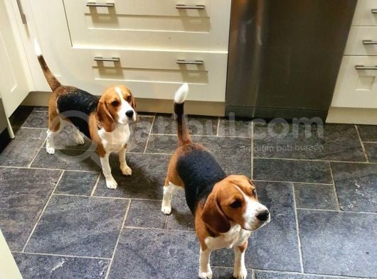 Beagle Yavruları Dost Pet görsel