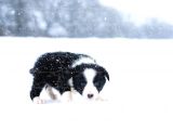 Border Collie Yavruları Dost Pet