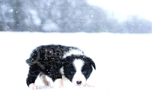 Border Collie Yavruları Dost Pet görsel