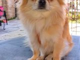 Chihuahua Yavruları Dost Pet
